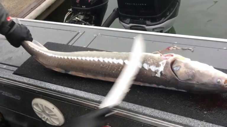 How to Clean a Sturgeon | Cleaning Techniques for Sturgeon Fish 2023