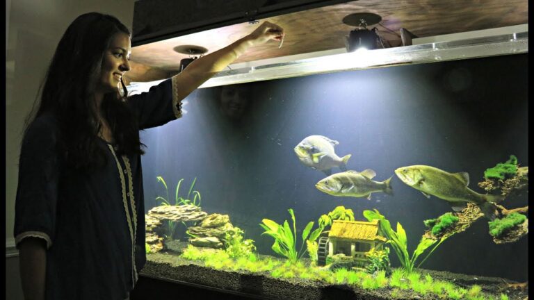 Can You Keep Bluegill in a Fish Tank | Aquarium Guide 2023