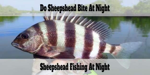 Can You Catch Sheepshead at Night | Nighttime Sheepshead Fishing 2023