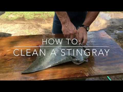 How to Clean a Stingray | Cleaning Stingrays: Tips and Precautions 2023