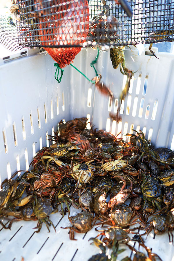 How to Keep Green Crabs Alive | Crab Preservation 2023