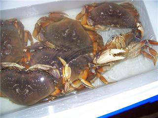 How Long Can You Keep Crabs on Ice | Storage Guidelines 2023