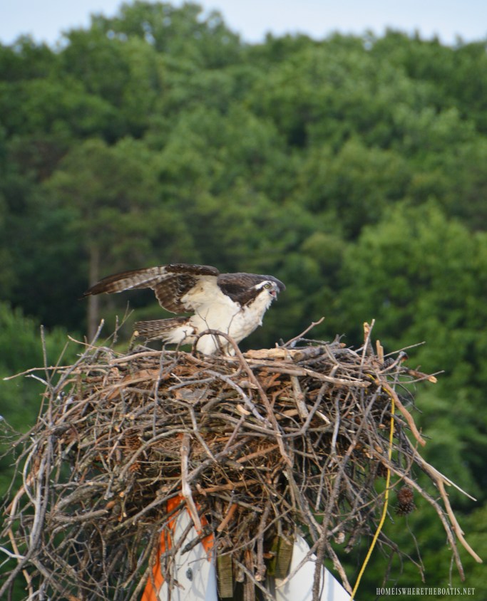How to Keep Osprey off Your Boat | Preventing Ospreys from Landing on Your Boat 2023