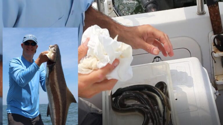 How to Keep Eels Alive Overnight | Keeping Eels Alive During Overnight Fishing Trips 2023