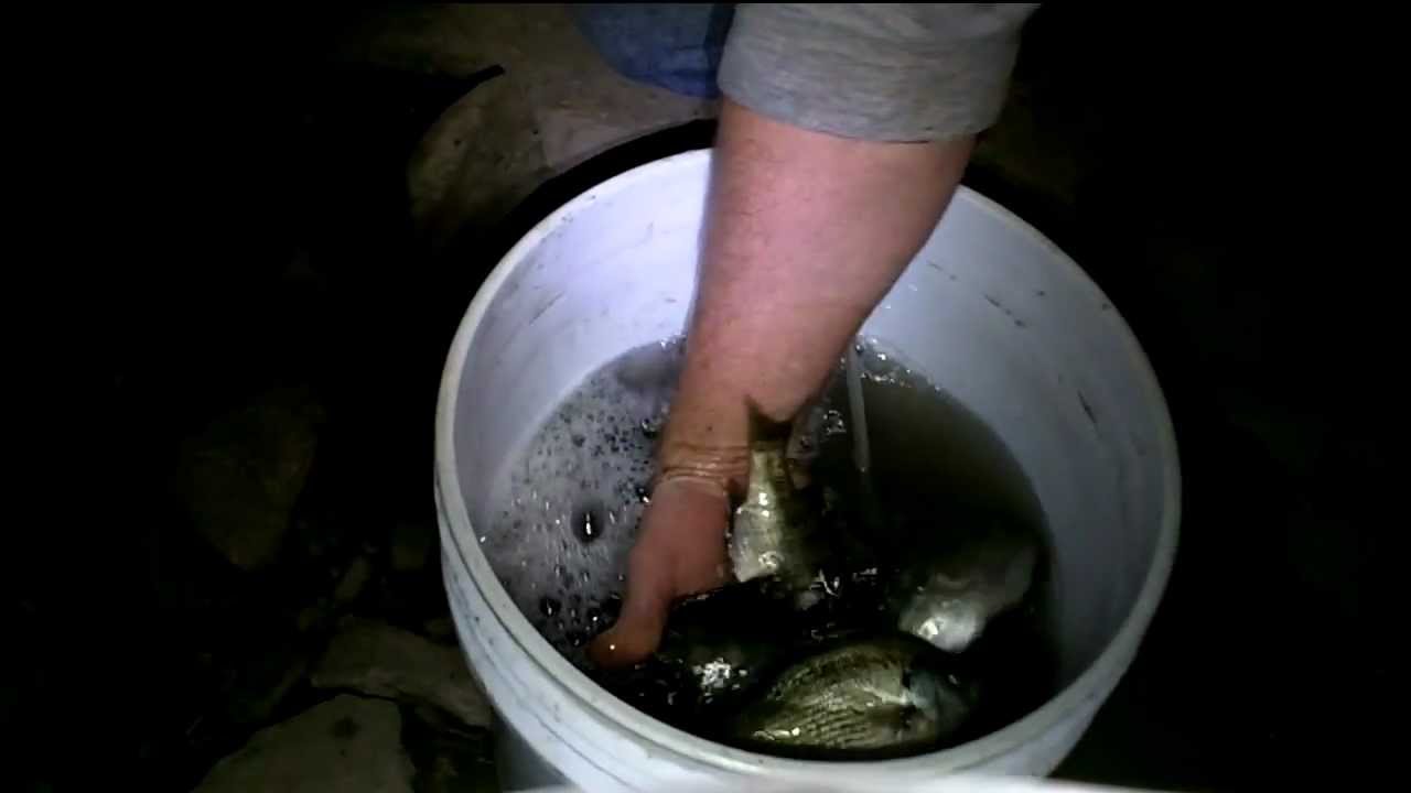 How To Keep Live Bait Alive Overnight