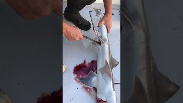 How to Bleed a Shark | Bleeding a Shark 2023