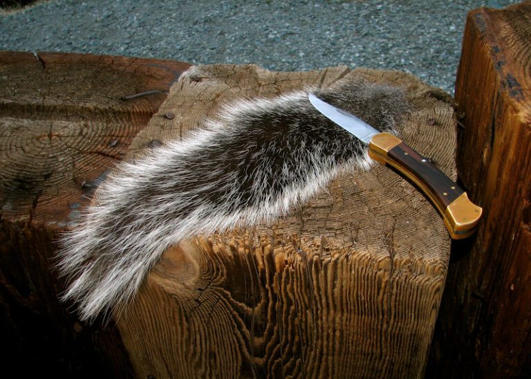 How to Preserve a Squirrel Tail | Preserving Squirrel Tails: Methods and Uses 2023