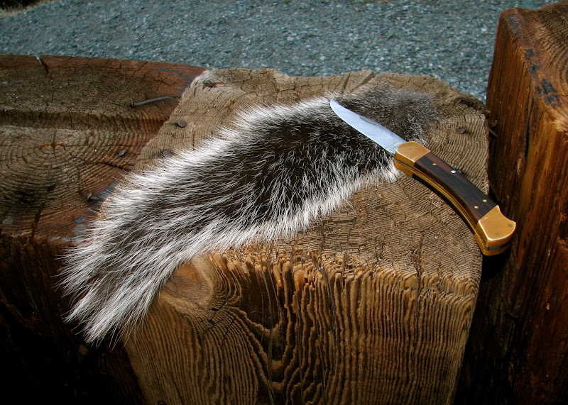 How to Preserve a Squirrel Tail Preserving Squirrel Tails Methods
